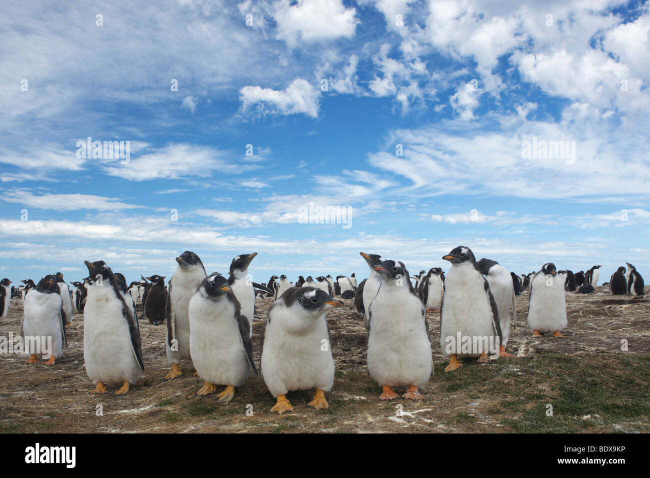 Gentoo Penguins (Pygoscelis Papua), Bleaker Island, Falkland-Inseln, Südamerika Stockfoto