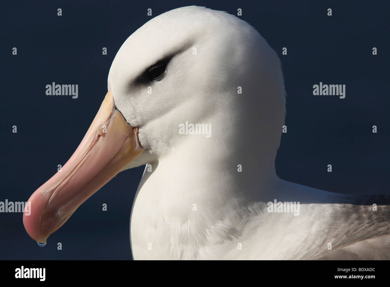 Black-browed Albatros oder Black-browed Mollymawk (Diomedea Melanophris), Falkland-Inseln, Südamerika Stockfoto