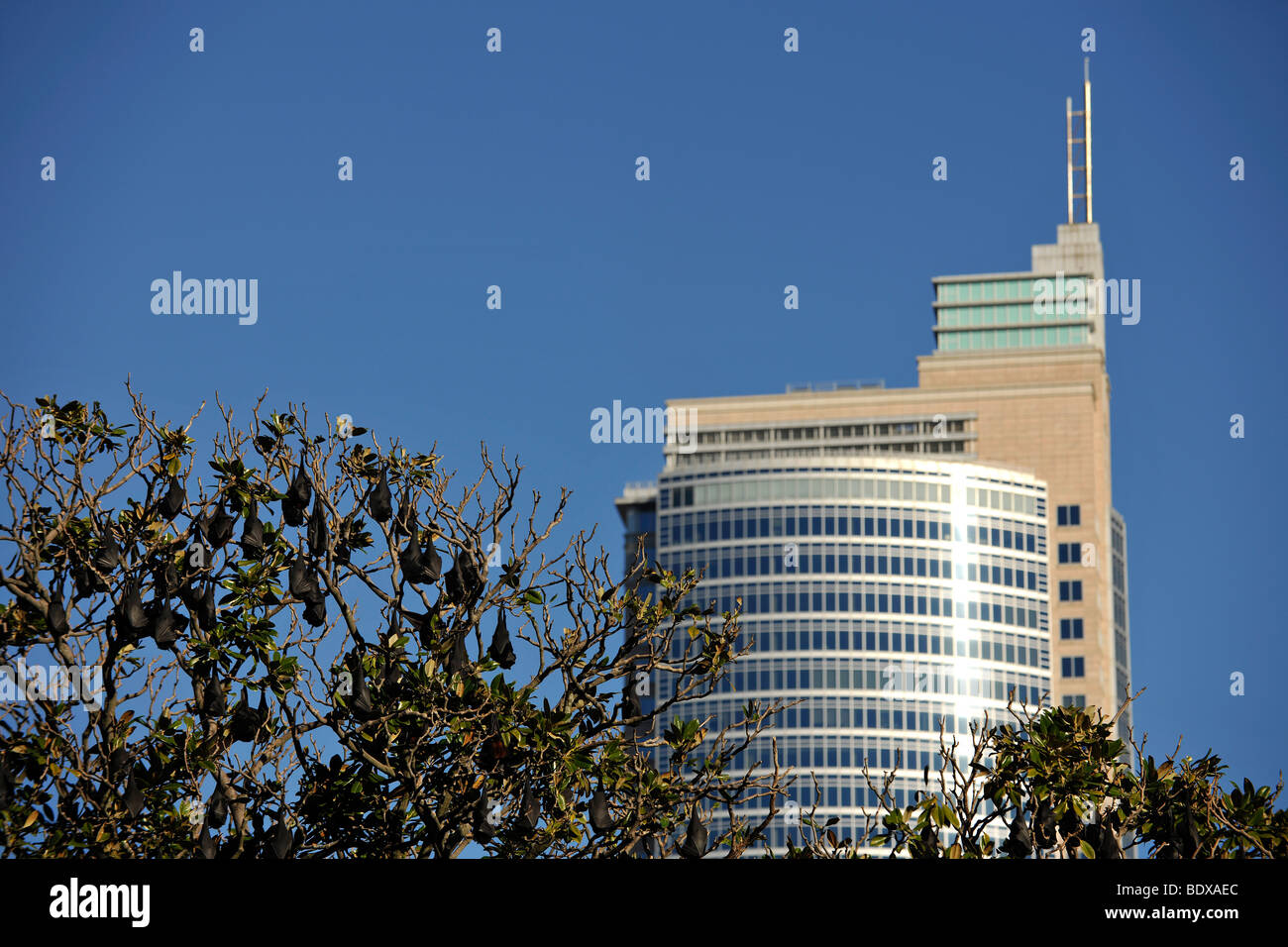 Flughunde, auch Flughunde (Pteropus), hängen im Baum, Sydney, New South Wales, Australien Stockfoto