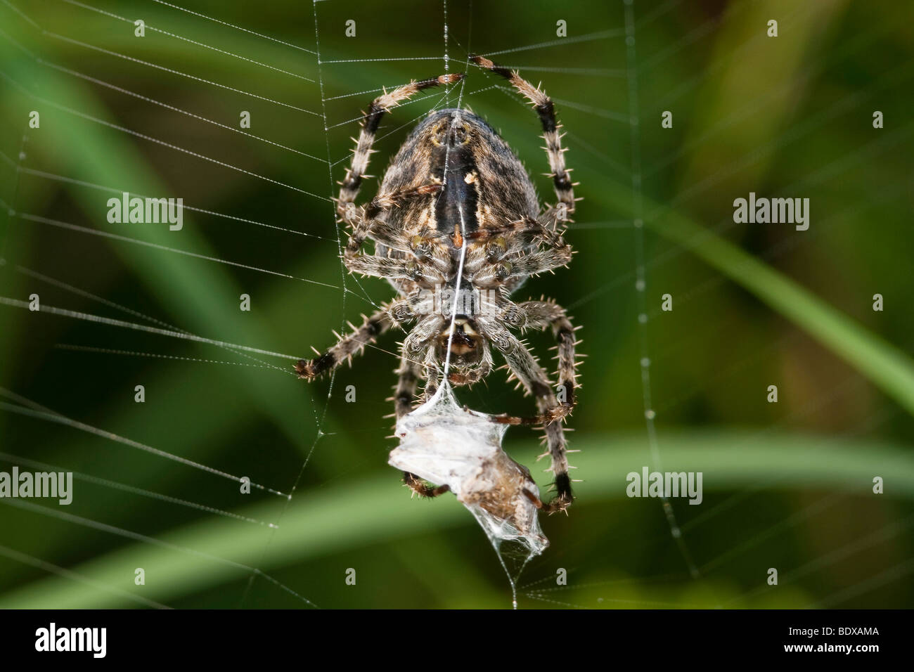 Kreuz (Araneus) Spinne mit Beute Stockfoto