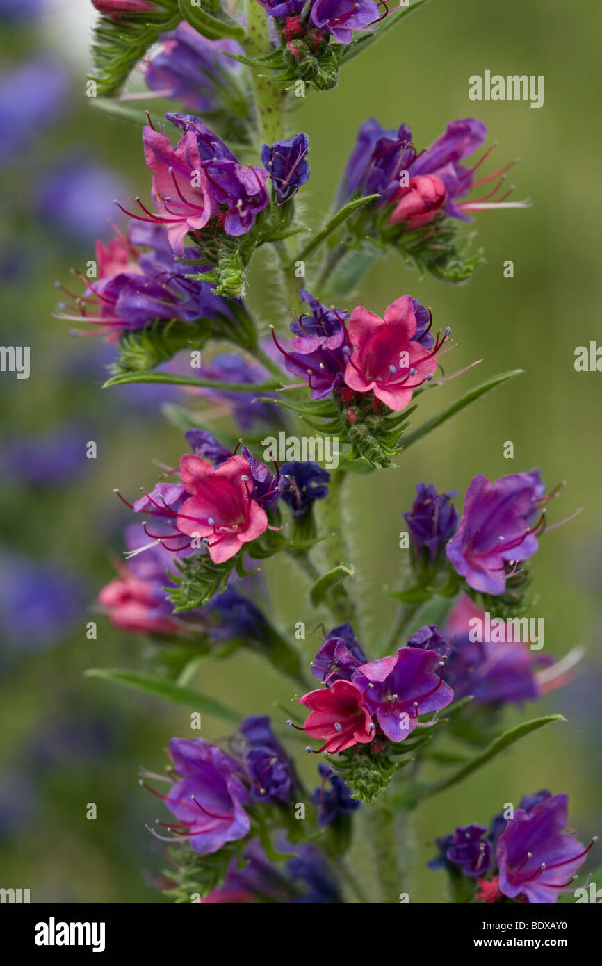 Viper's Bugloss Blume Makro Lackford Seen Stockfoto