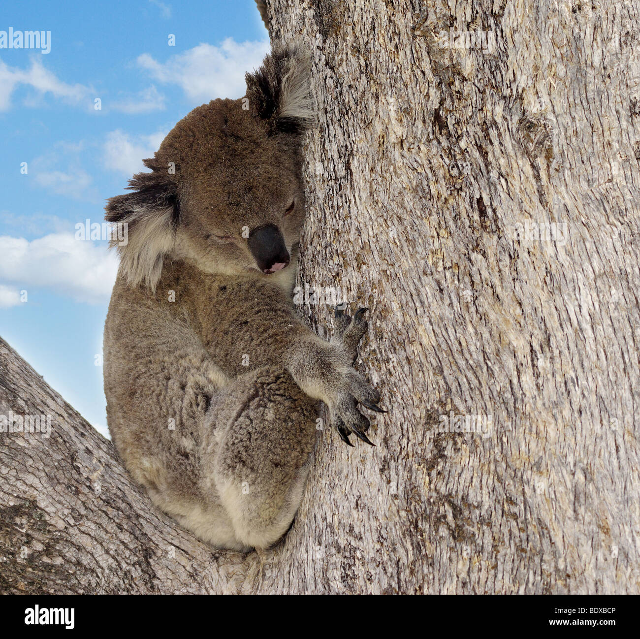 eine australische Koala schläft in einem riesigen Baum Stockfoto