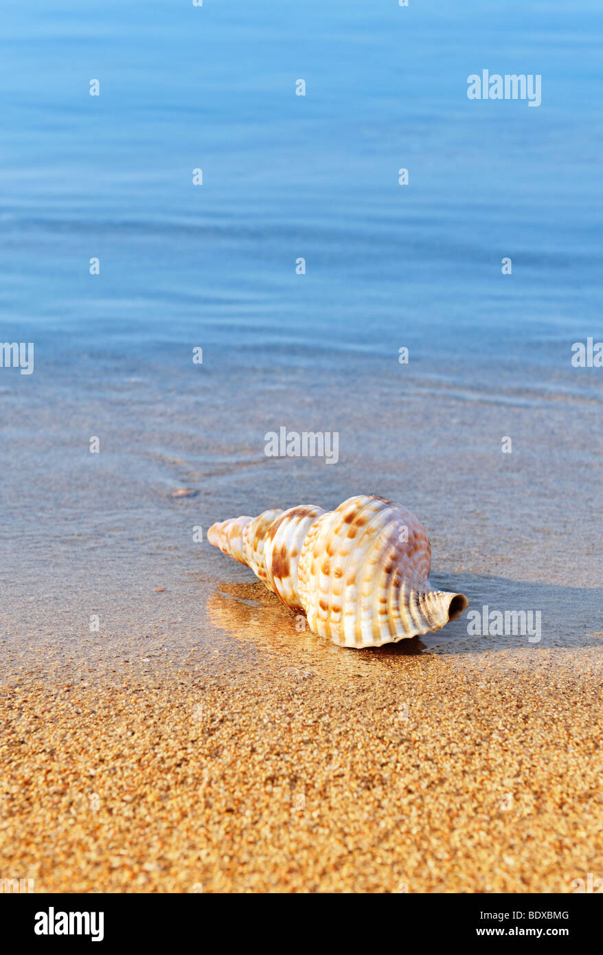 Muschel am ruhigen Strand Stockfoto