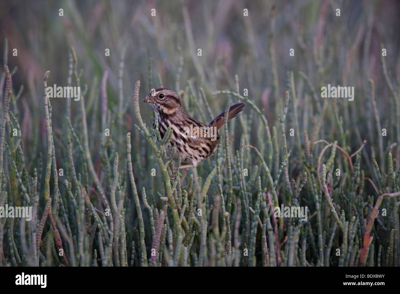 Singammer (Melospiza Melodia) in Palo Alto Baylands Preserve, Kalifornien, USA Stockfoto