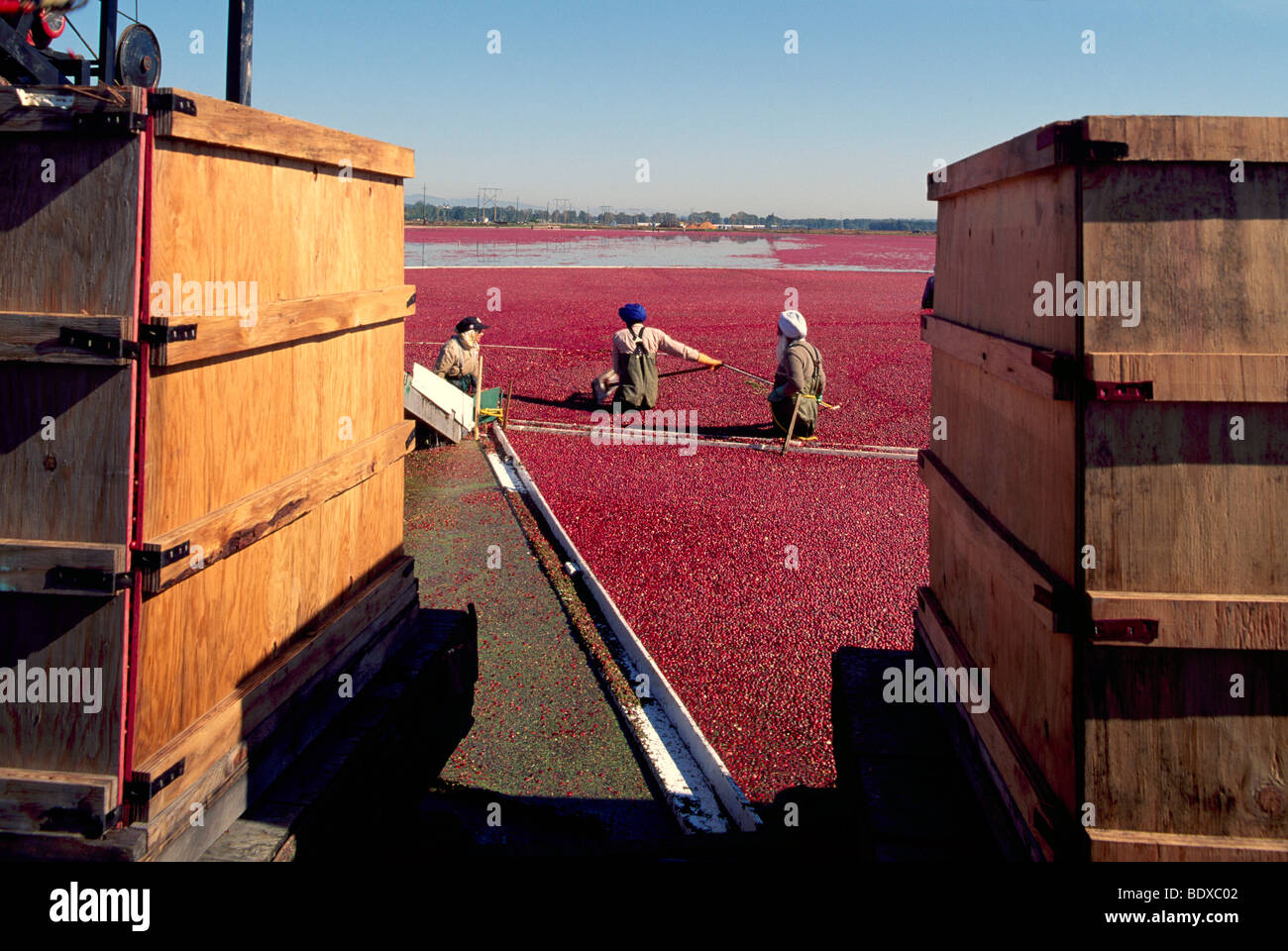 Fraser Valley, BC, Britisch-Kolumbien, Kanada - Arbeiter ernten Cranberries aus überflutete Moor Feld zu Kisten auf Cranberry-Bauernhof Stockfoto