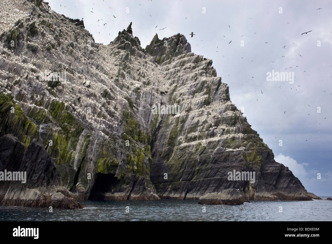 Little Skellig Tölpelkolonie; Irland Stockfoto