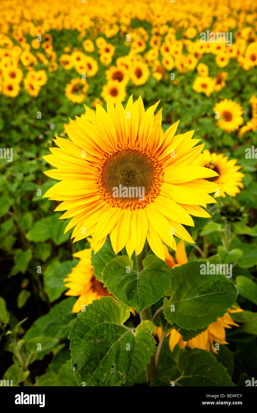 Sonnenblumen in der Nähe von Hartleppol Tees Valley Stockfoto
