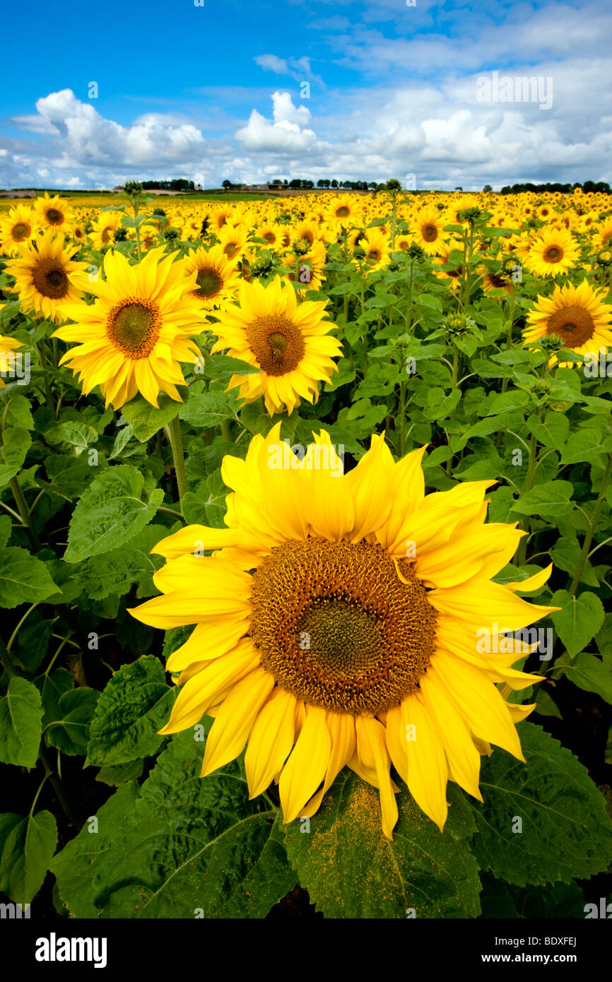Feld von Sonnenblumen Nesr Hartleppol Tees Valley Stockfoto