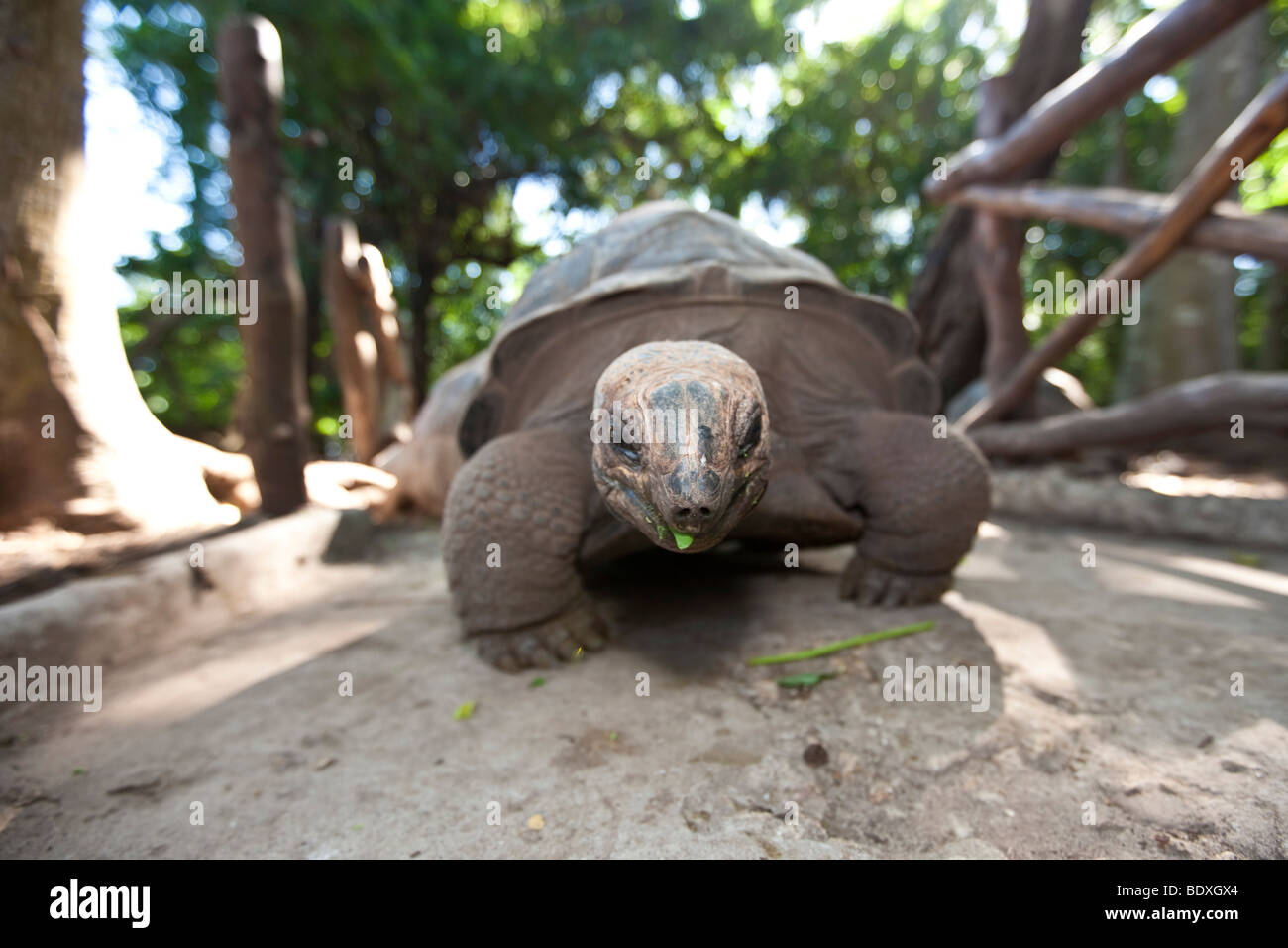 Schildkröte von den Seychellen, nach Sansibar, Prison Island, Sansibar, Tansania, Afrika eingeführte Stockfoto