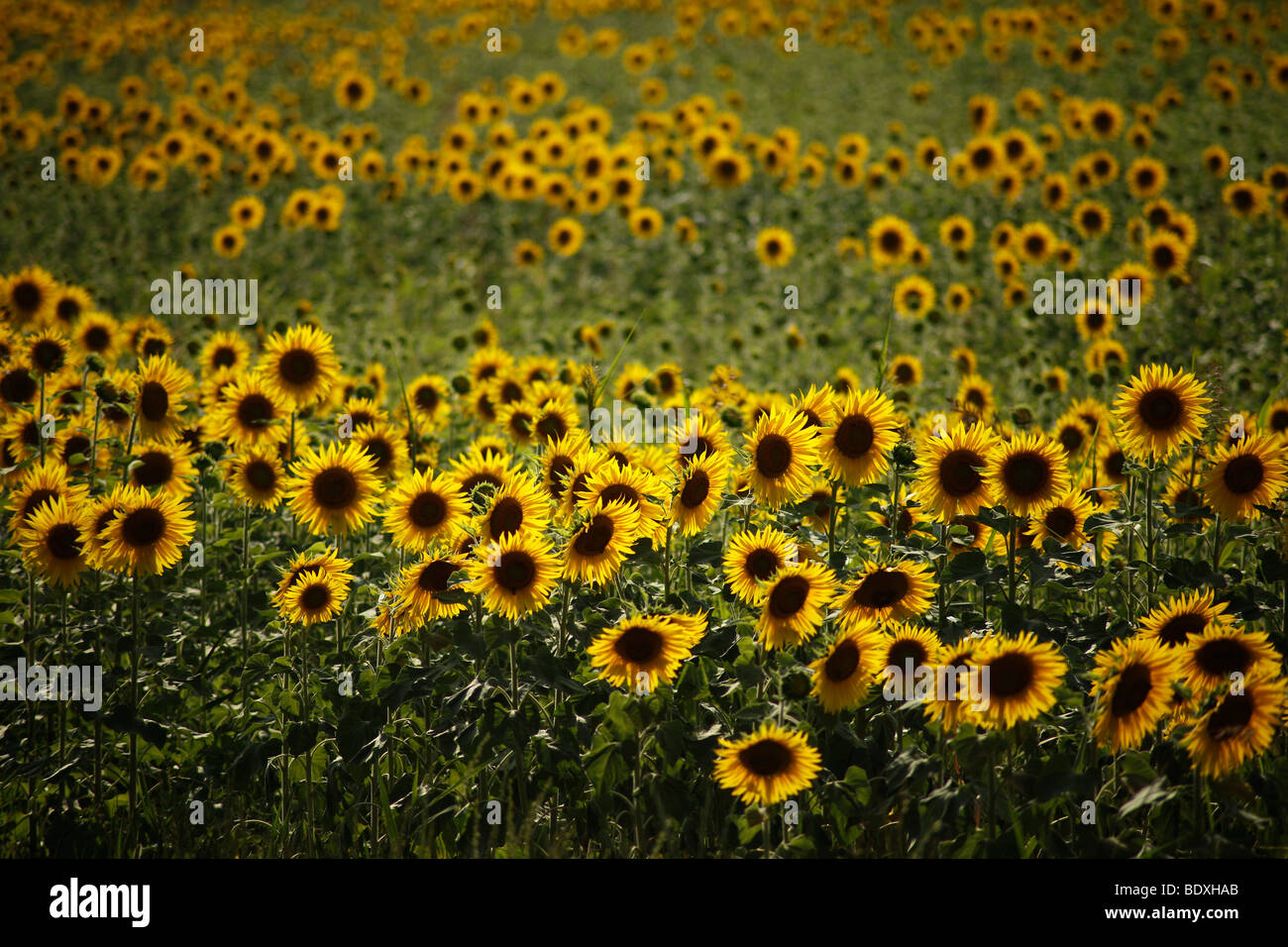 Sonnenblumenfeld im Abendlicht in der Nähe von Avignon, Provence, Frankreich, Europa Stockfoto