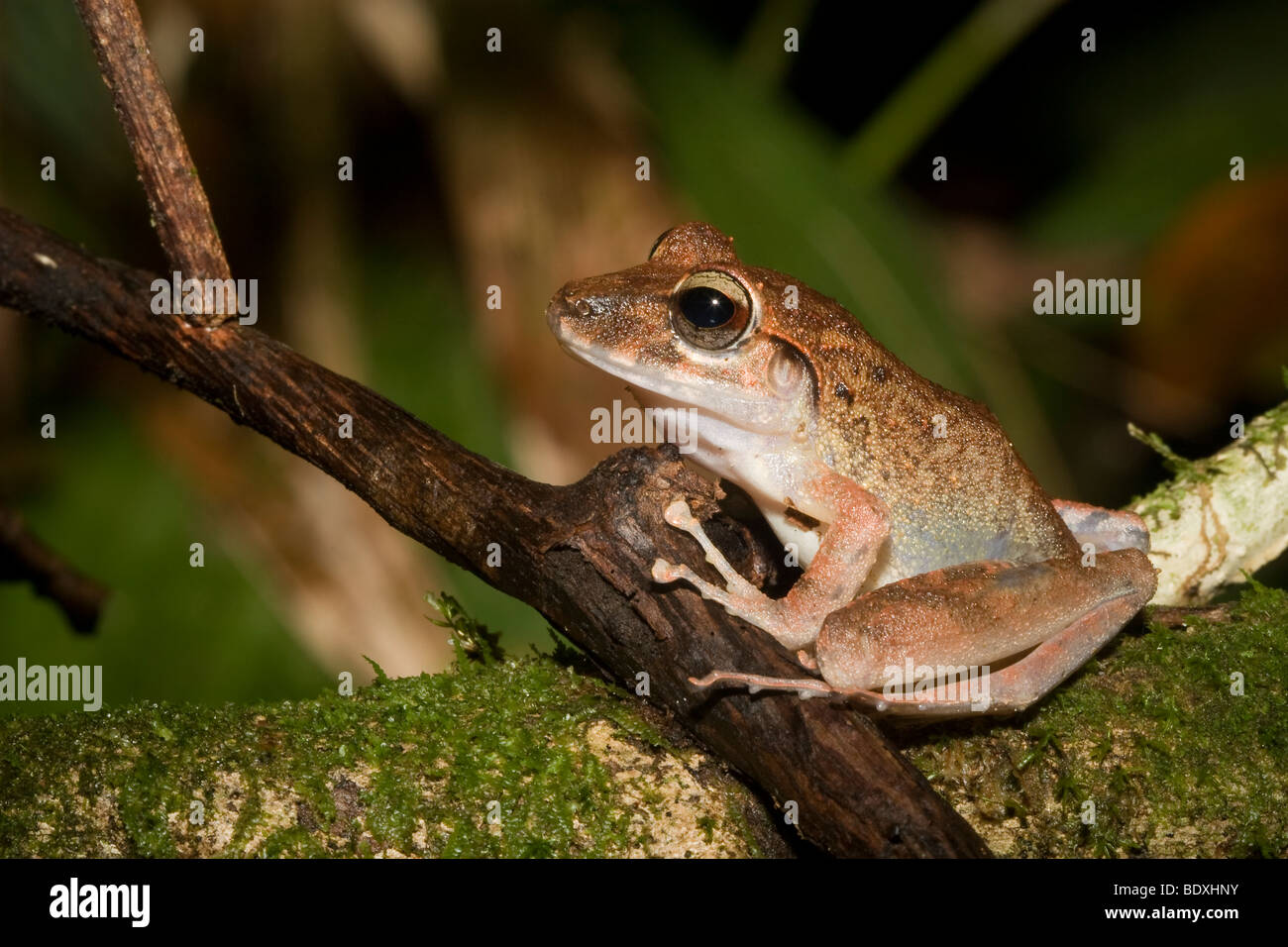 Fitzinger der Regen Frosch, aka, Fitzingers Räuber Frosch (Craugastor Fitzingeri). Fotografiert in Costa Rica. Stockfoto