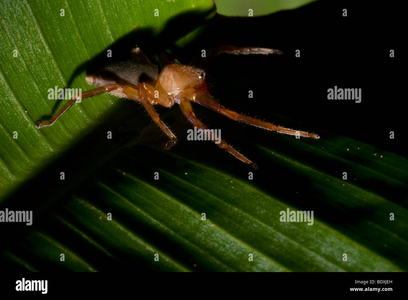 Tropische Spinne auf einem Blatt. Fotografiert in Costa Rica. Stockfoto