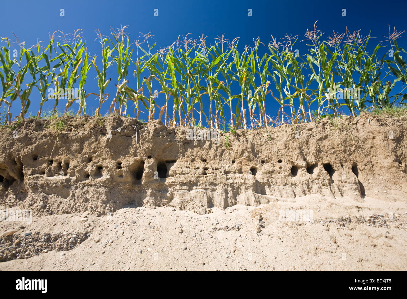 Ein Feld von Mais (Zea Mays) erodiert durch ein Hochwasser Allier (Frankreich). Champ de Maïs Érodé Par Une Crue De La Rivière Allier. Stockfoto