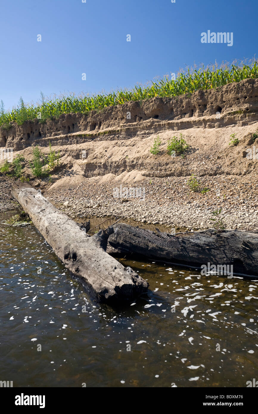 Ein Feld von Mais (Zea Mays) erodiert durch ein Hochwasser Allier (Frankreich). Champ de Maïs Érodé Par Une Crue De La Rivière Allier. Stockfoto