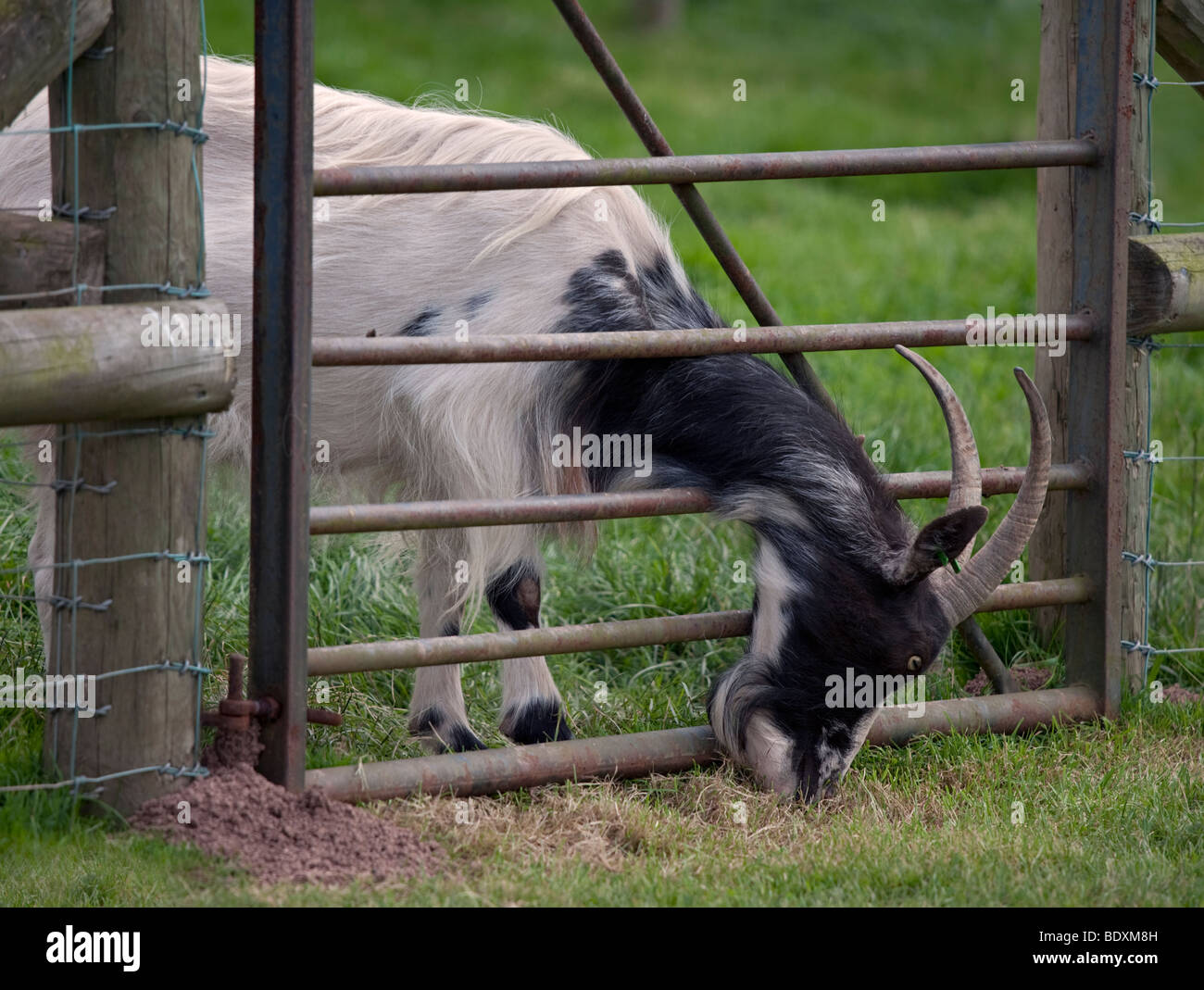 Bagot Ziege Fütterung auf dem Rasen der anderen Seite des Tores, UK Stockfoto