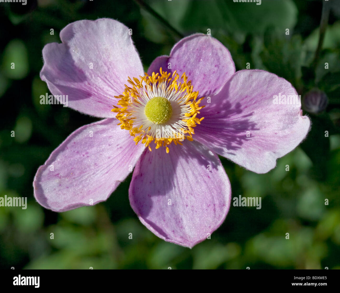 Anemone Japonica (japanische Anemone) Stockfoto