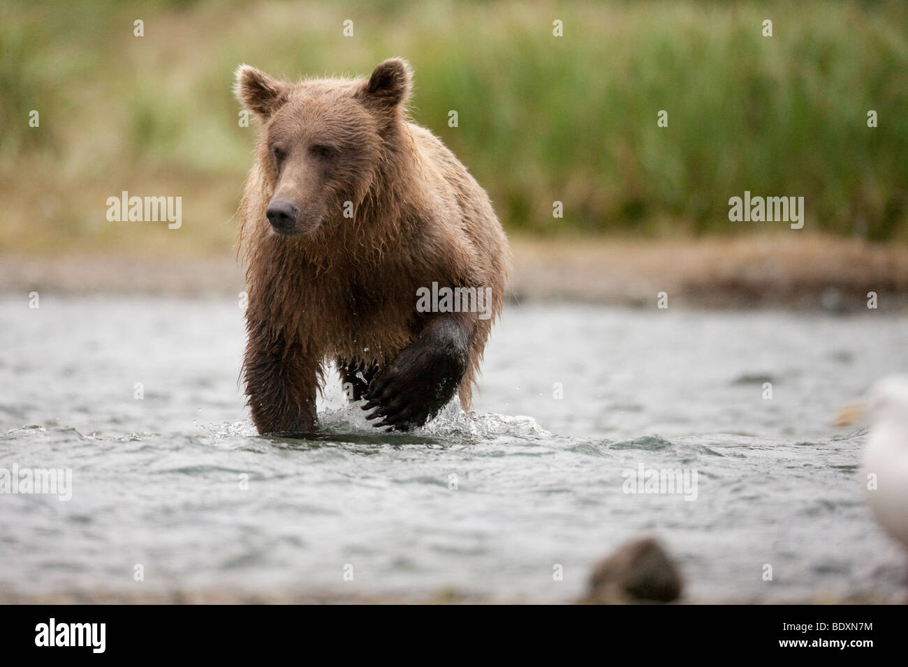 Grizzly Bären laufen, einen Fisch im Geographic Bay Katmai Nationalpark Alaska fangen Stockfoto