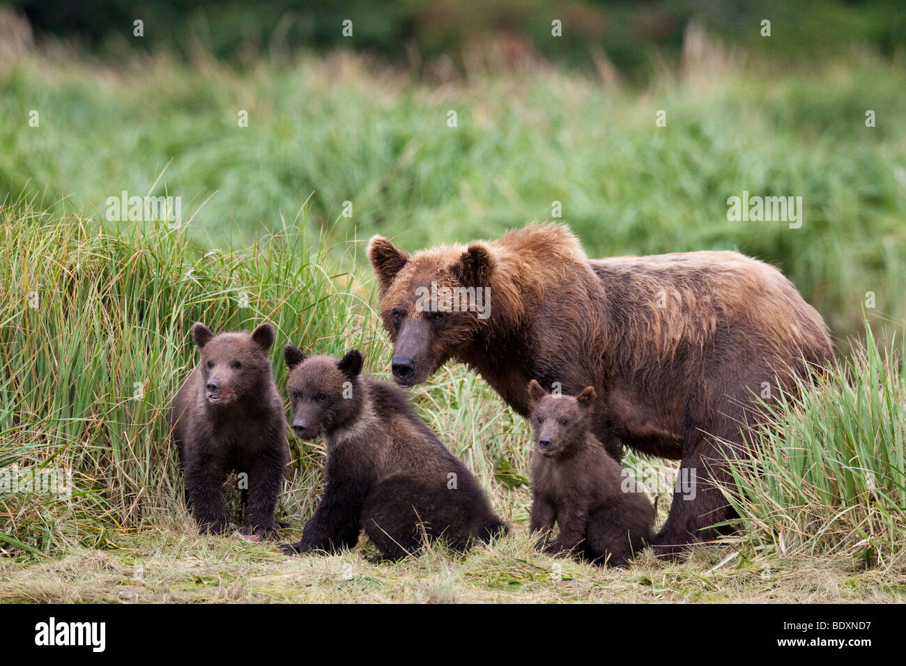 Familienbild der grizzly Sau mit drei jungen in Geographic Bay Katmai Nationalpark, Alaska Stockfoto