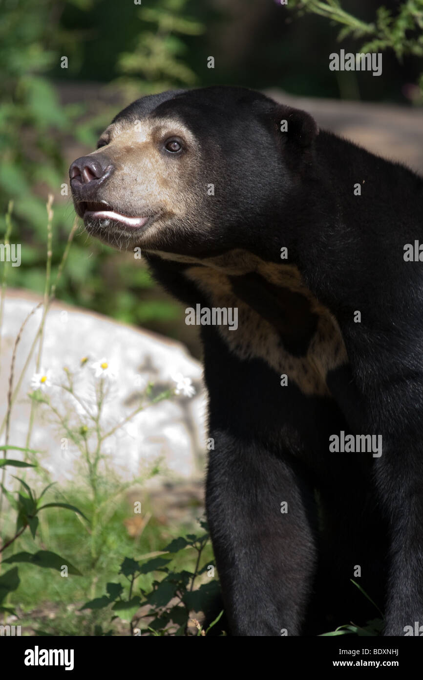 Sun Bear (Helarctos Malayanus) Stockfoto