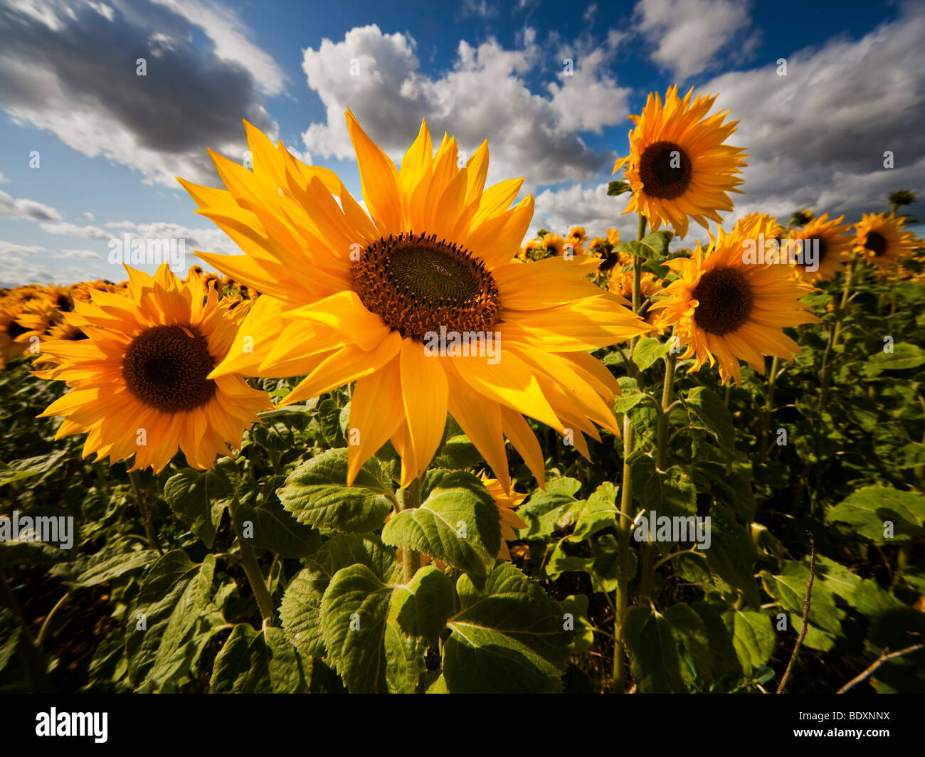 Experimentelle Ernte von Sonnenblumen in Nordengland Stockfoto
