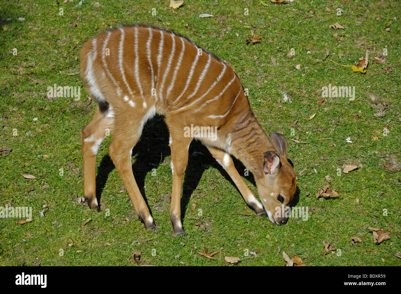 Beweidung Nyala-Antilope (Tragelaphus Angasii), der Tierpark Hellabrunn Zoo München, Upper Bavaria, Bavaria, Germany, Europe Stockfoto