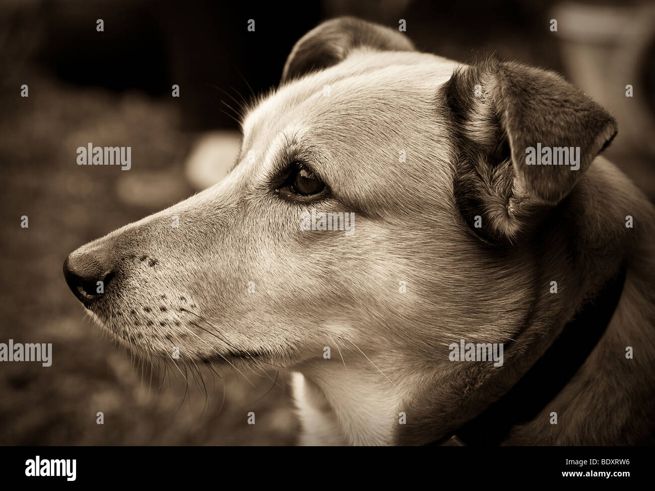 Dies ist ein Bild eines Hundes in Sepia, Türen, auf der Suche sehr aufmerksam und wachsam. Seitenprofil. Stockfoto