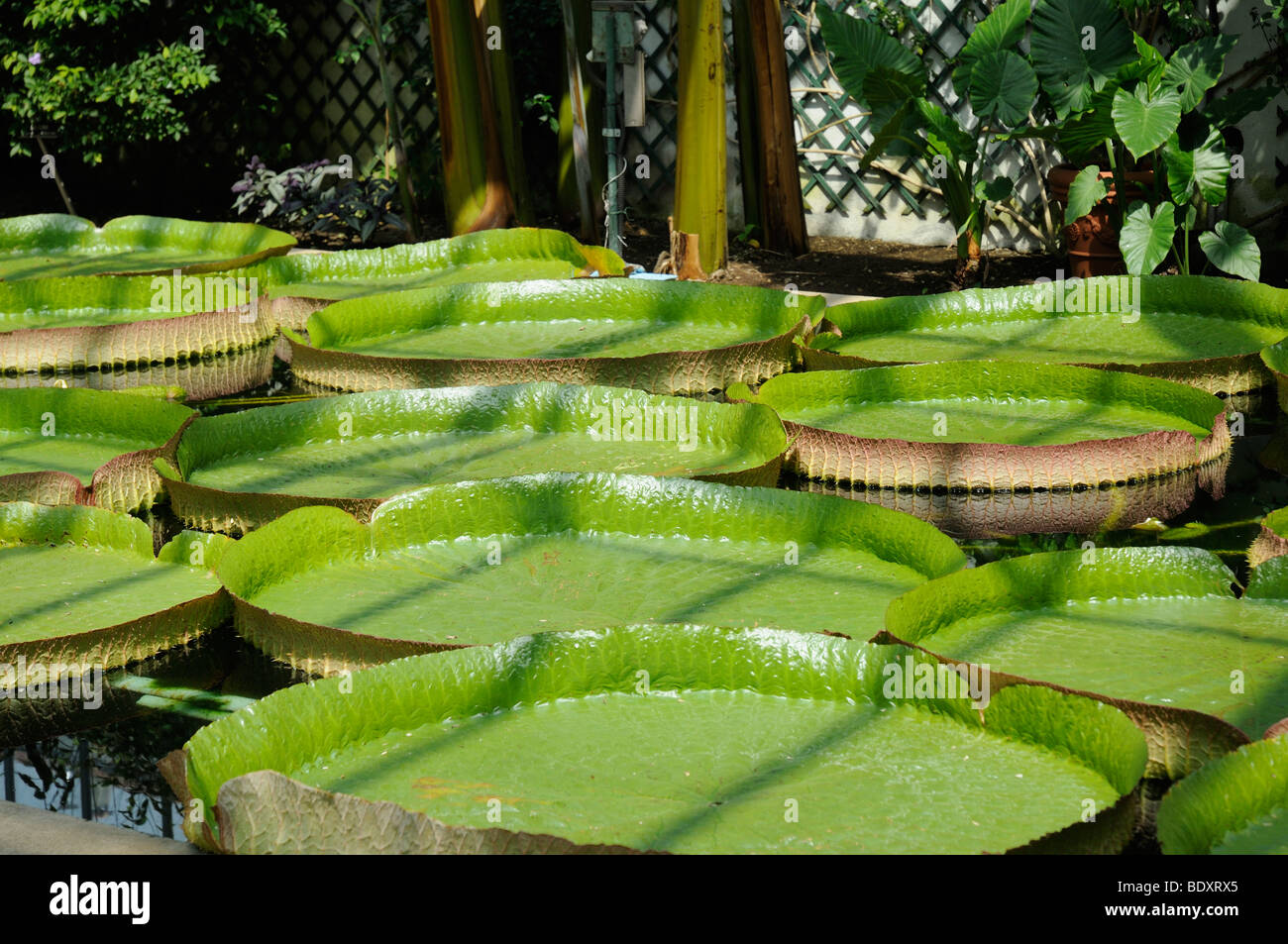 Die Victoria Amazonia Seerosen in den Gärten der Villa Taranto am Lago Maggiore in Norditalien. Stockfoto