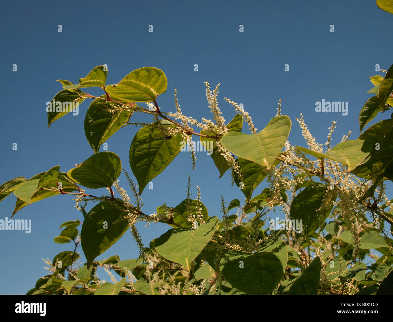 Japanischer Staudenknöterich wächst auf Klippen am Scarborough North Yorkshire UK Stockfoto