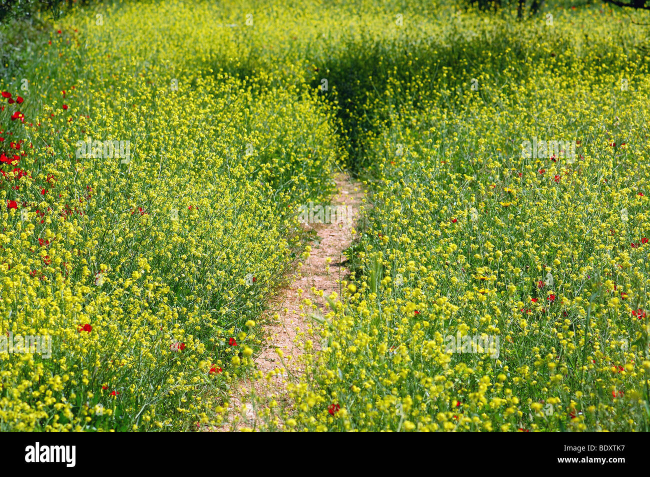 Pfad in einem Feld von blühenden Blumen. Frühlings-Saison-Hintergrund. Stockfoto