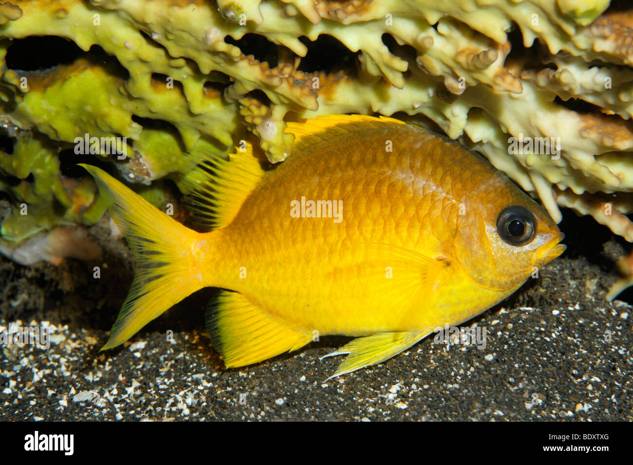 Goldene Riffbarsche (Amblyglyphidodon Aureus) versteckt sich in der Nacht unter Korallen, Bali, Insel, kleinen Sunda-Inseln, Bali Meer, Indonesien Stockfoto