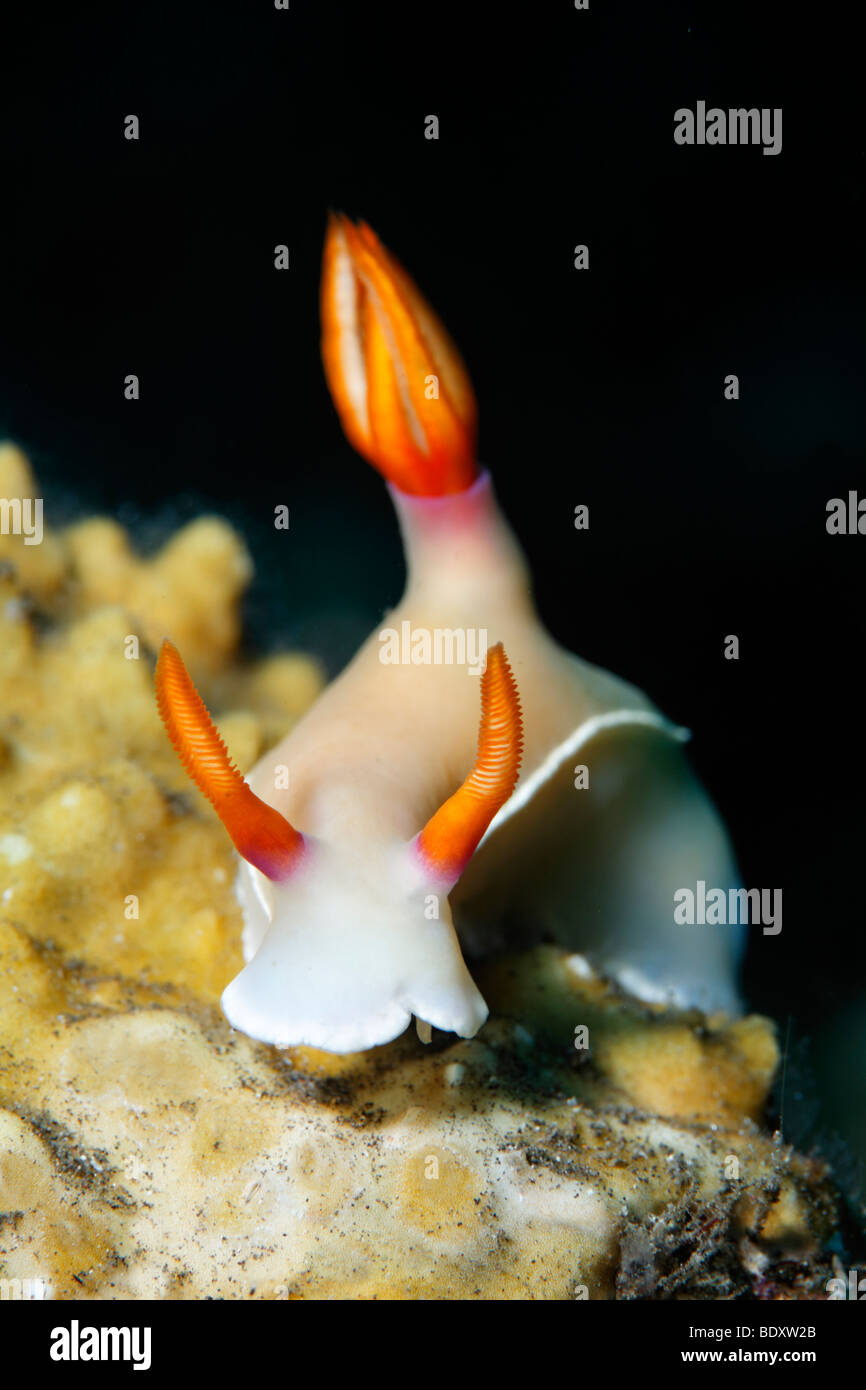 Chromodoris Nacktschnecken, (Hypselodoris Bullocki) krabbeln über Korallen, Tulamben, Bali, Indonesien, Indischer Ozean, Bali Meer. Stockfoto