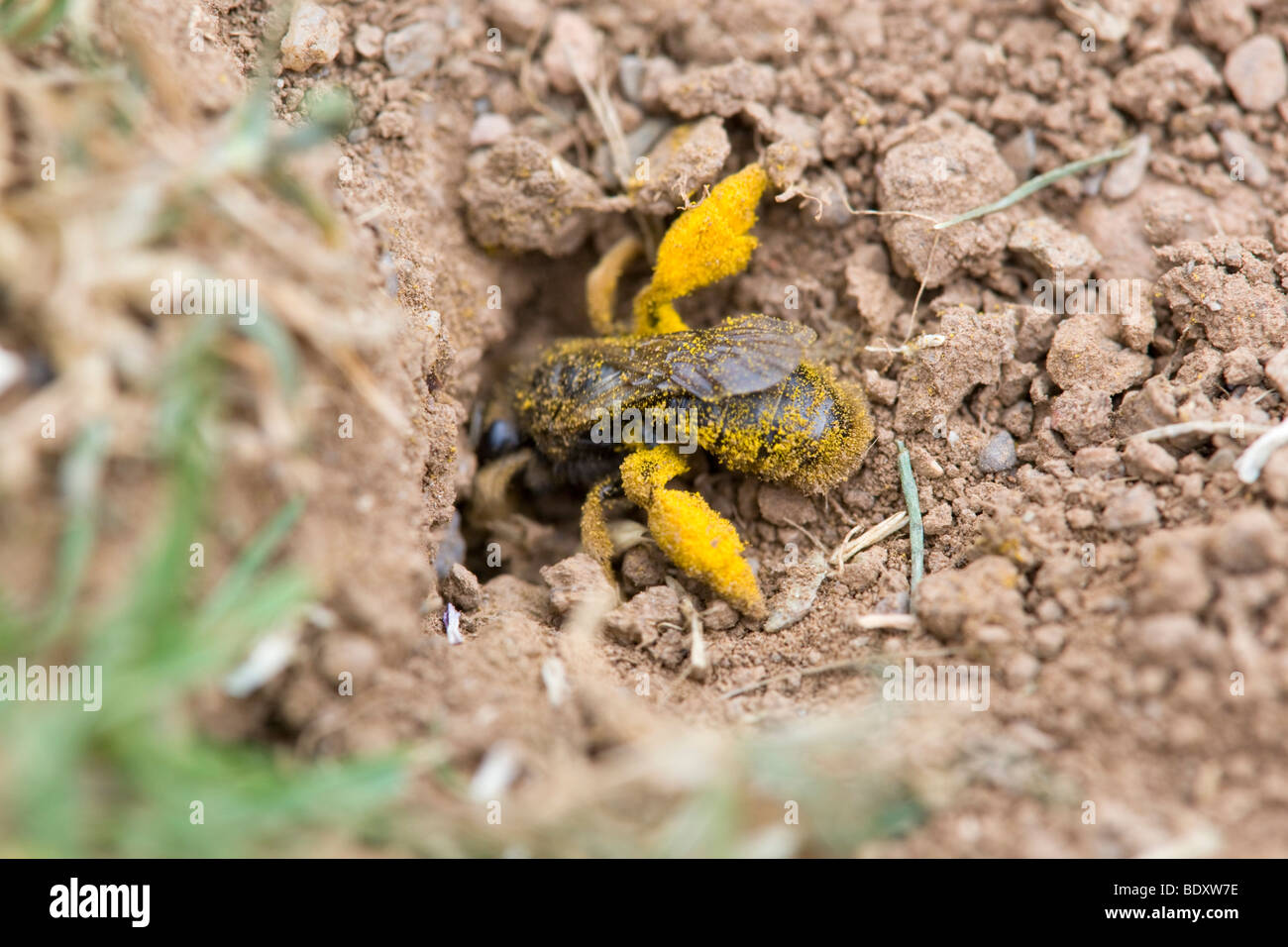 Bergbau-Biene; Andrena sp.; auf Boden Stockfoto