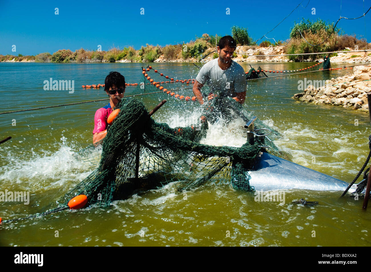Israel, Coastal Plains, Kibbuz Maagan Michael, Ernte Fisch aus einer intensiven wachsenden pool Stockfoto