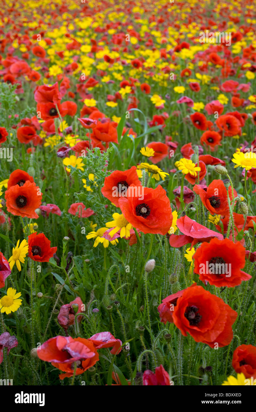Mohnblumen; Papaver Rhoeas; und Mais Ringelblumen; Cornwall Stockfoto