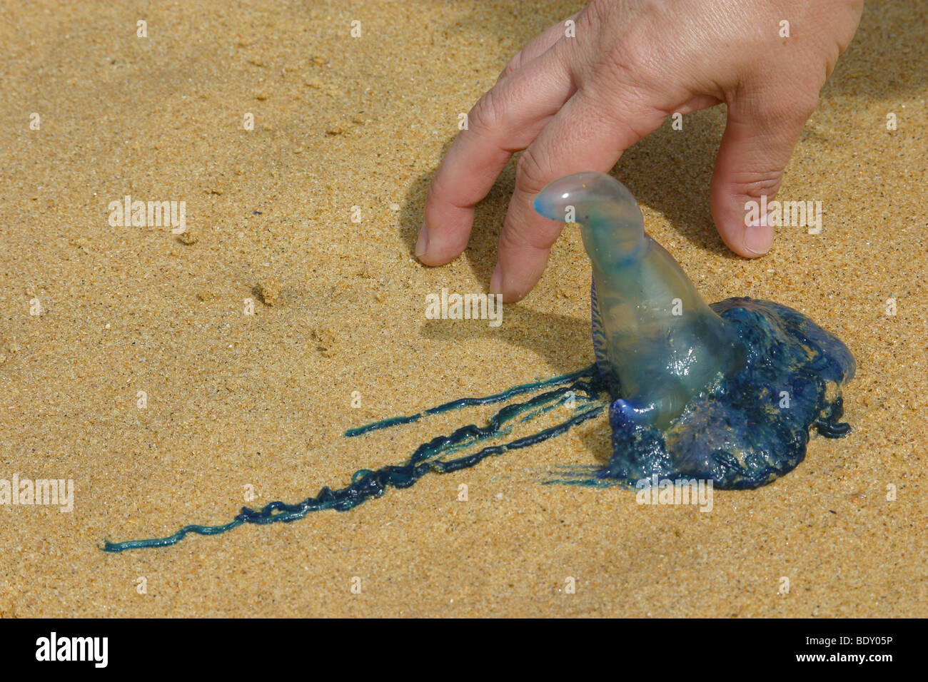 Australien, New South Wales, Central Coast, Bouddi Nationalpark, eine blaue Flasche angespült am Strand von Maitland Bay Stockfoto