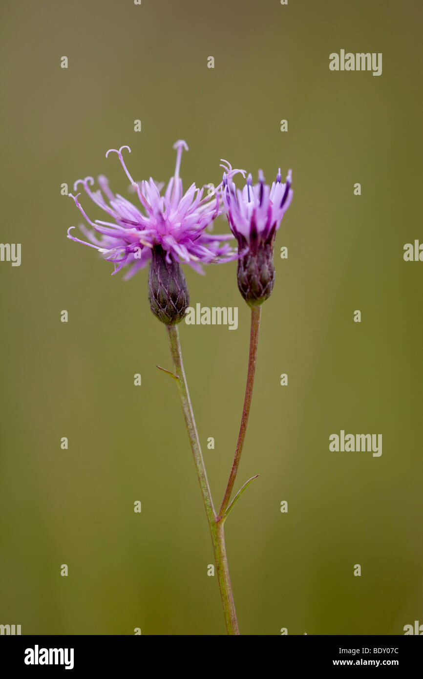 Sawwort, Serratula tinctoria Stockfoto