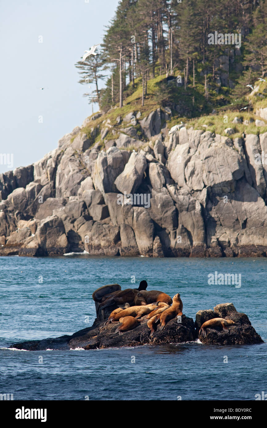 Seward, Alaska - Steller Seelöwen ruht auf einem Felsen im Kenai-Fjords-Nationalpark. Stockfoto