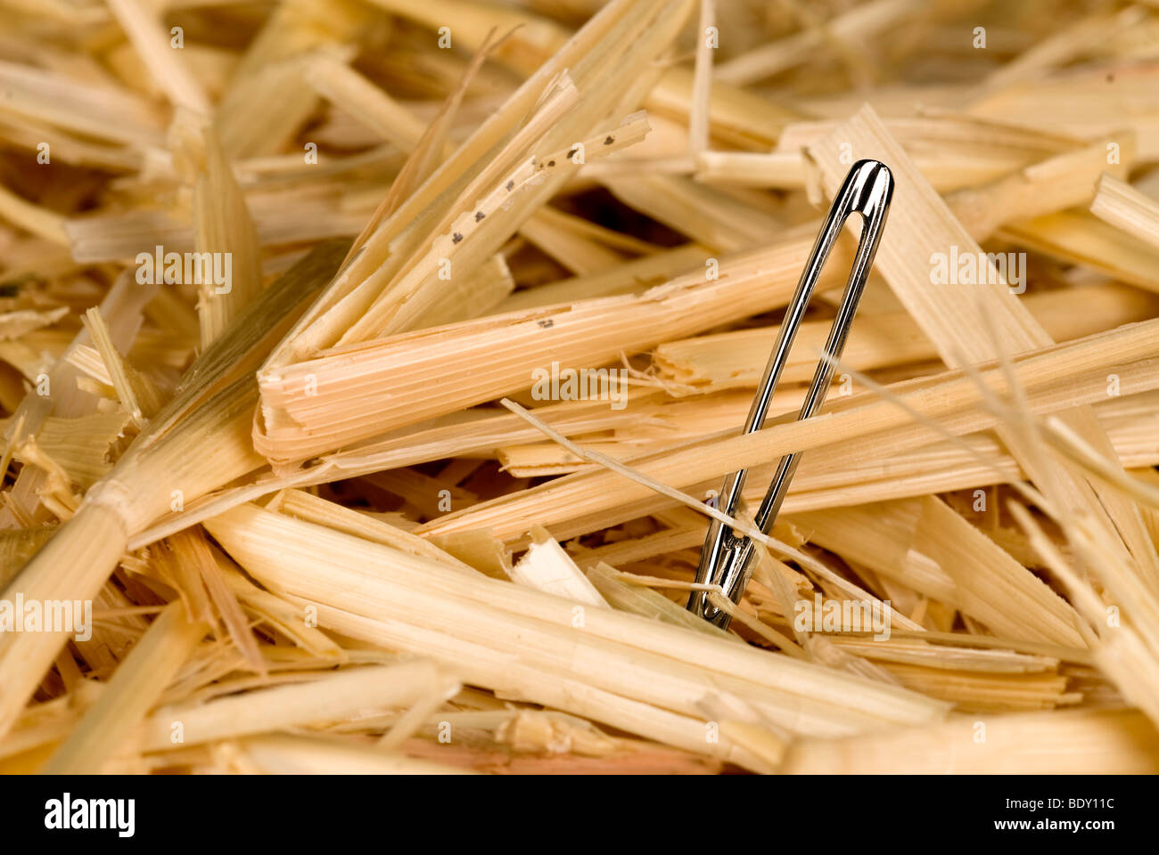 Eine Nadel wird in einem Heuhaufen gefunden. Stockfoto