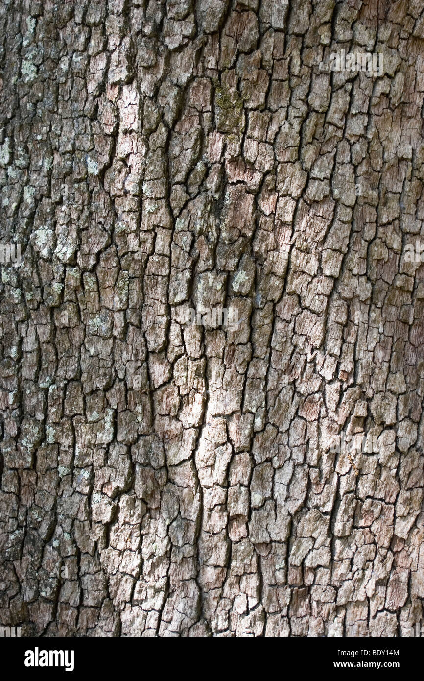 Südliche Phaseneiche Baumrinde Stockfoto