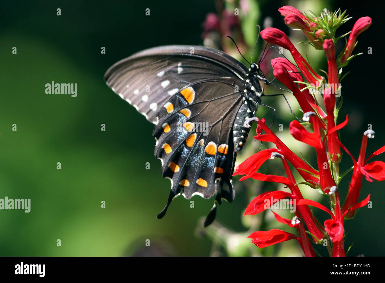 Schwarzen Schwalbenschwanz Schmetterling Fütterung auf Kardinal Blumen Stockfoto