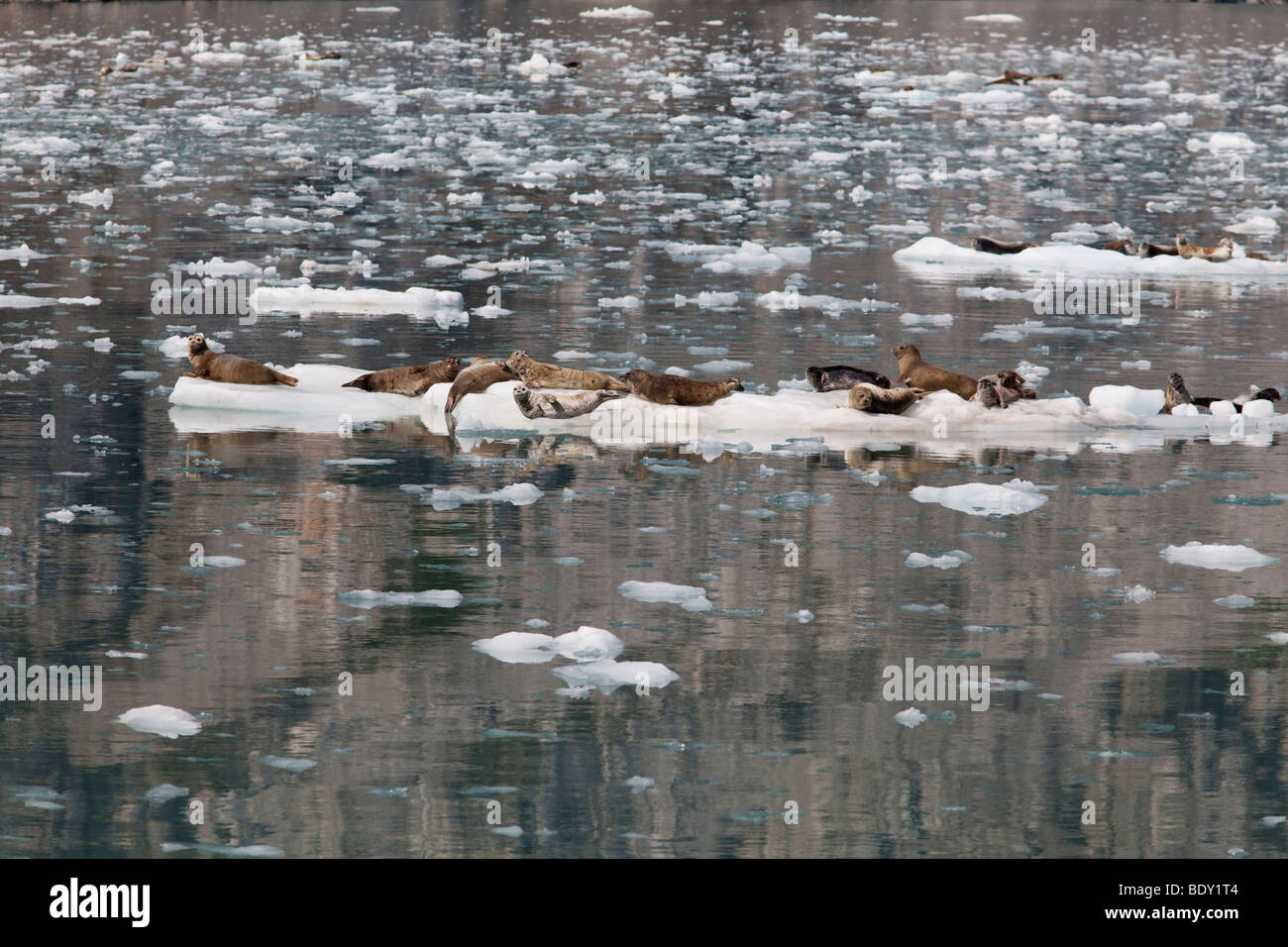 Seward, Alaska - Seehunde ruhen auf Eisschollen im nordwestlichen Fjord in Kenai Fjords Nationalpark. Stockfoto