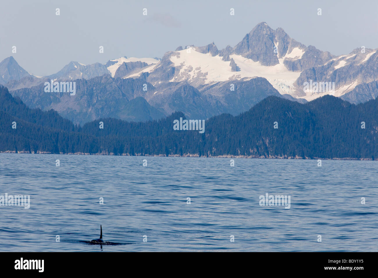 Seward, Alaska - ein Orca oder Killerwal, im Meer vor der Kenai-Halbinsel. Stockfoto