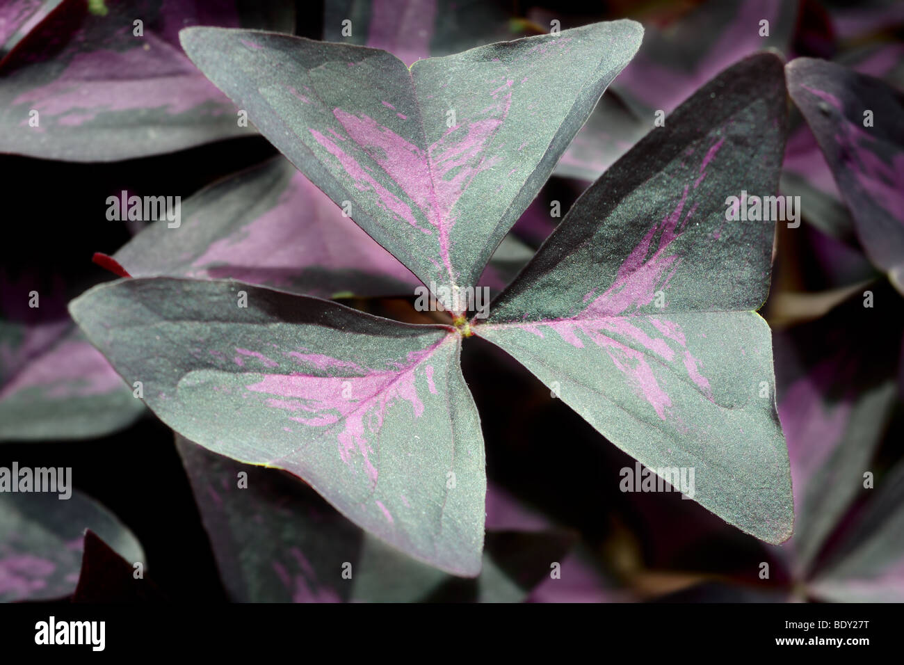 Lila, False oder Lucky Shamrock (Oxalis Regnellii Atropurpurea oder Oxalis Triangularis) Stockfoto