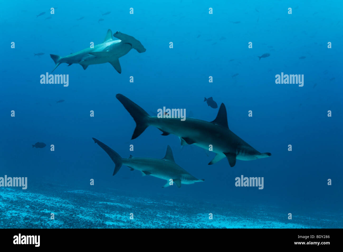 Drei Bogenstirn Hammerhai (Sphyrna lewinii) schwimmen über sandigen Meer unten, Darwin Insel, Galapagos-Archipel, U Stockfoto