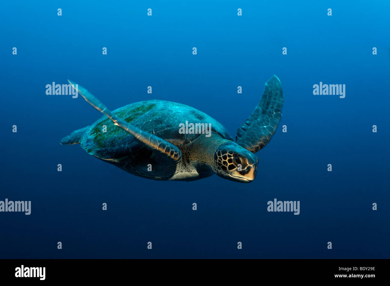 Grüne Meeresschildkröte (Chelonia Mydas) Schwimmen im Freiwasser, geschützt, Darwin Insel, Galapagos-Archipel, UNESCO Welt Welterbekonvention Stockfoto