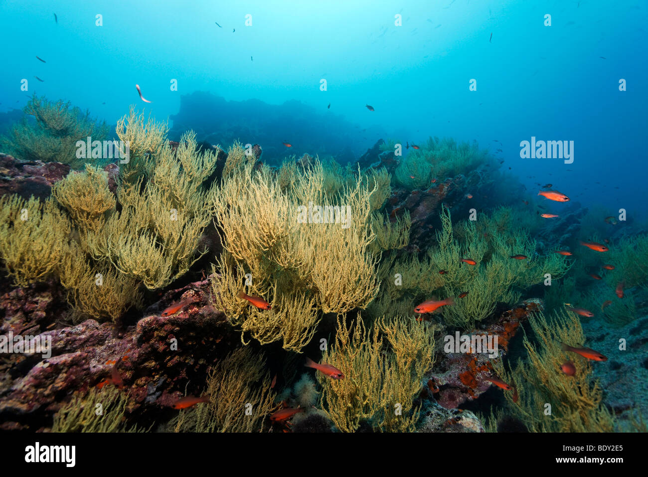 Felsigen Riff mit gelben Polypen des schwarzen Korallen (Anthipathes Galapagensis) und Blacktip Cardinalfishes (Apagon Atradorsatus), Unde Stockfoto