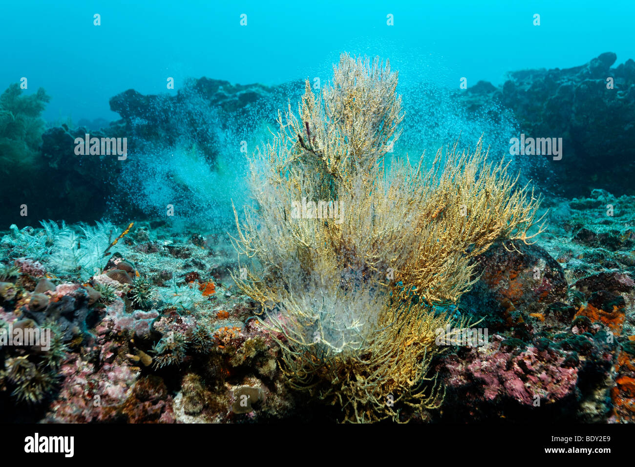 Felsigen Riff mit gelben Polypen des schwarzen Korallen (Anthipathes Galapagensis) und Fische laichen, Cousin Rock, UNESCO World Heritage S Stockfoto