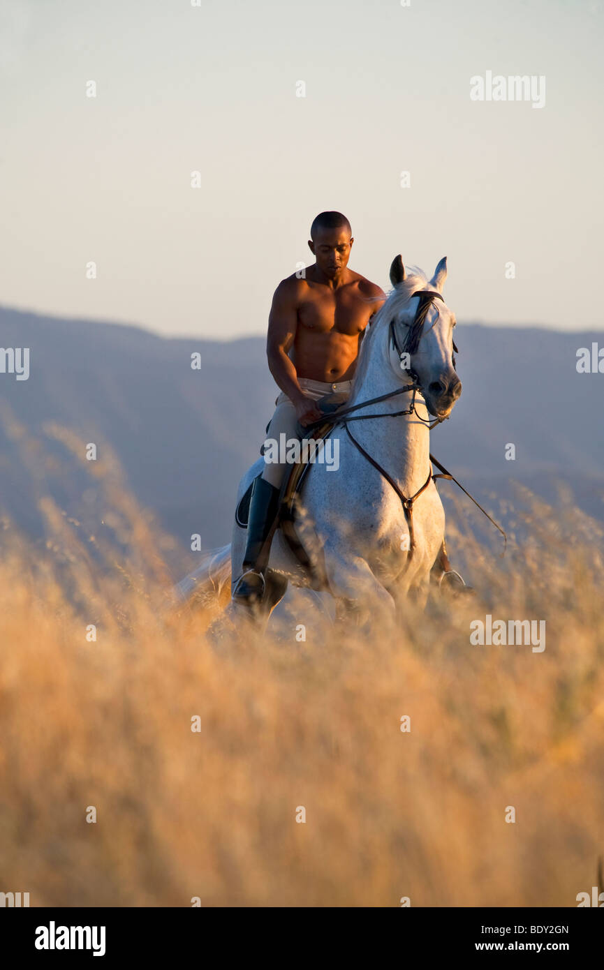 Schwarzen und weißen Pferd Stockfoto