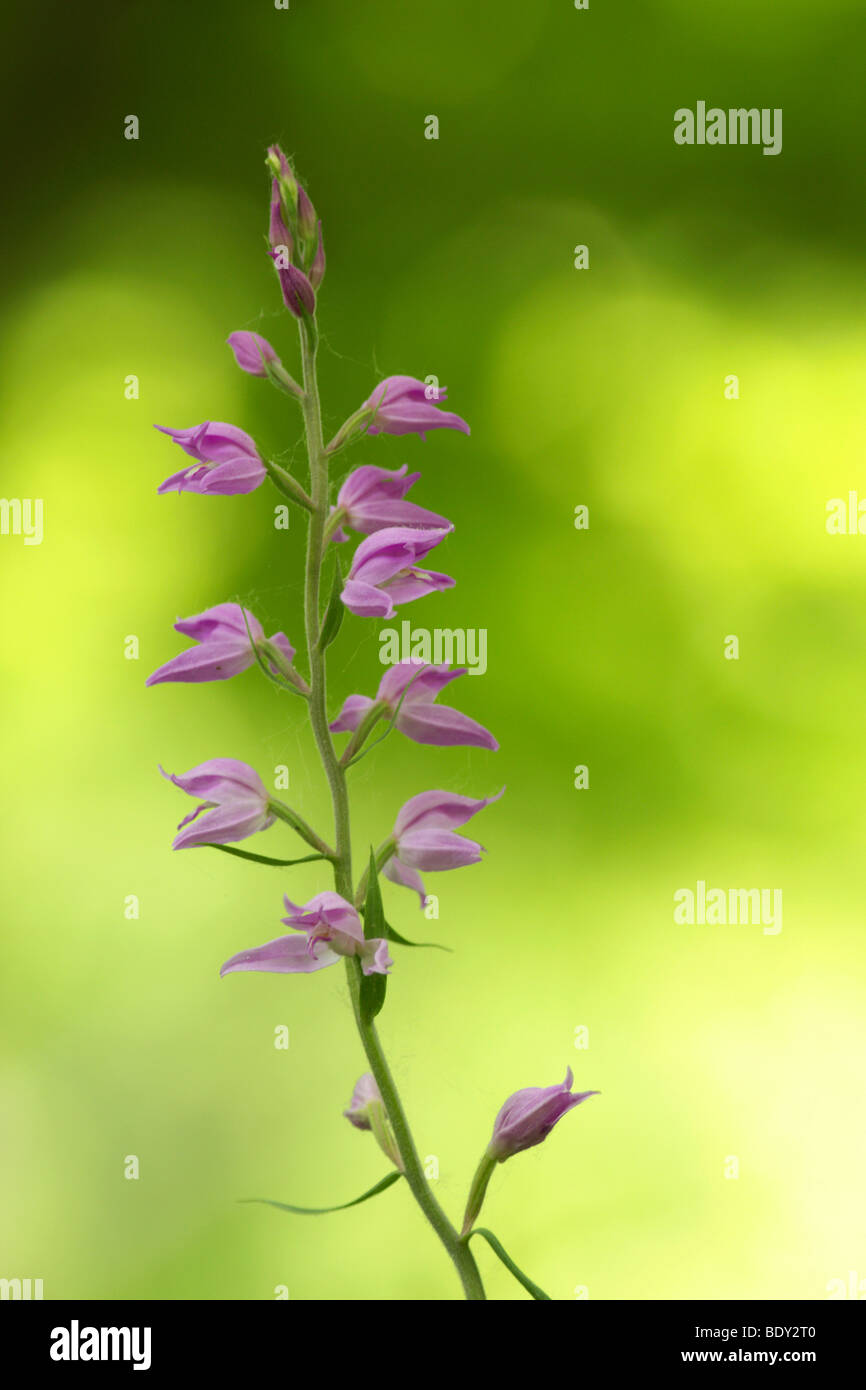 Red Helleborine (Cephalanthera Rubra), Kaiserstuhl, Deutschland, Europa Stockfoto