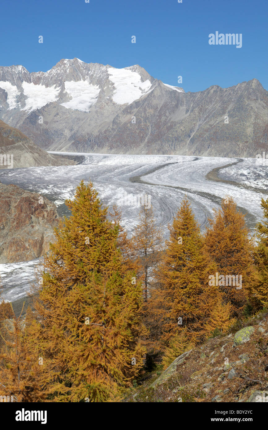 Aletschgletschers Gletscher im Herbst, Wallis, Schweiz, Europa Stockfoto